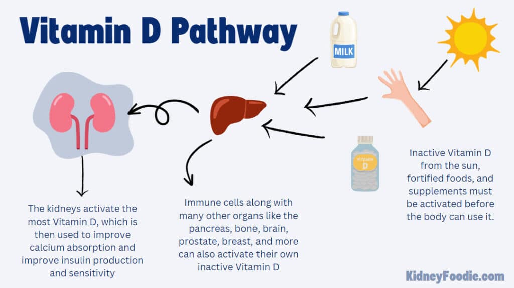 CKD and vitamin d pathway
